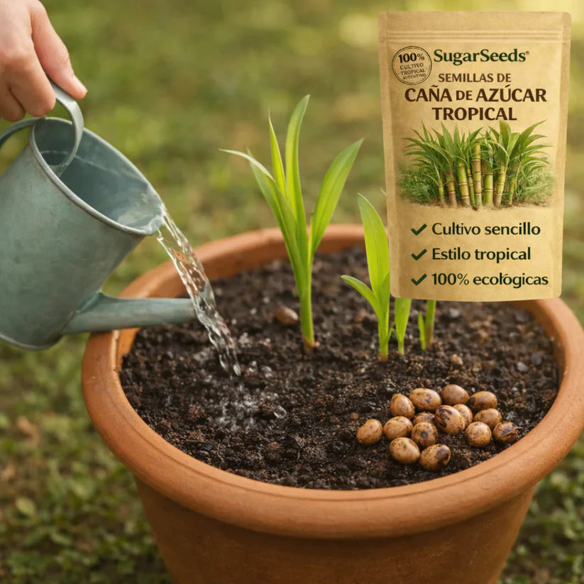 SugarSeeds: Semillas de Caña de Azúcar Tropical